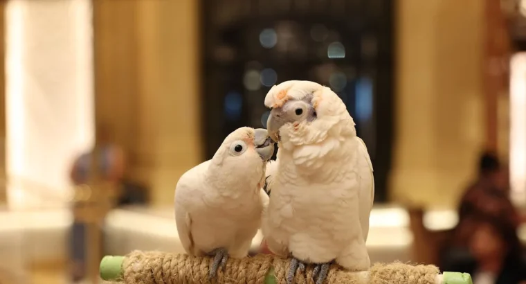 Cockatoos for Sale – Perfect for Bird Lovers and Companions