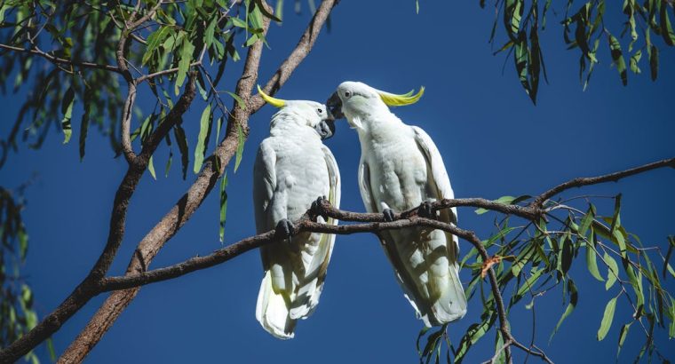 Cockatoos for Sale – Perfect for Bird Lovers and Companions