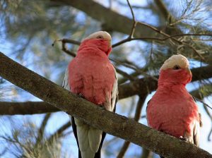 Cockatoos for Sale – Perfect for Bird Lovers and Companions