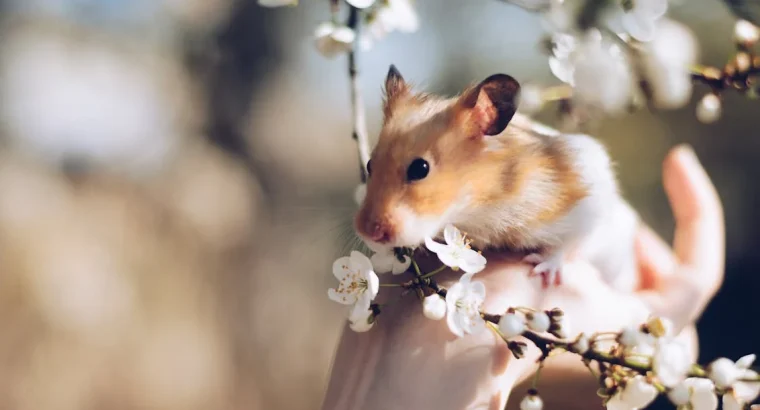 Cute Hamsters for Sale Ideal Pets for Kids and Adults Alike