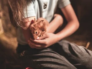 Cute Hamsters for Sale Ideal Pets for Kids and Adults Alike