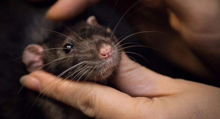 Cute Hamsters for Sale Ideal Pets for Kids and Adults Alike