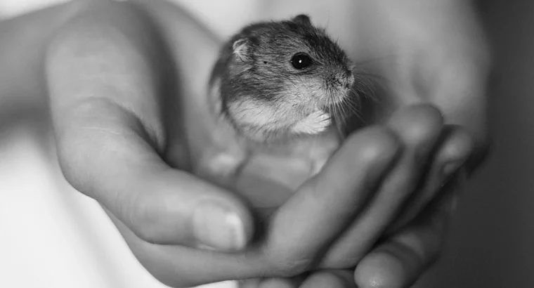 Cute Hamsters for Sale Ideal Pets for Kids and Adults Alike