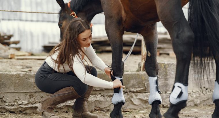 Arabian Horses for Sale Perfect for Riding and Showing Majestic and Elegant