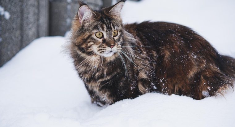 Betta Fish Available for Sale Vibrant and Stunning