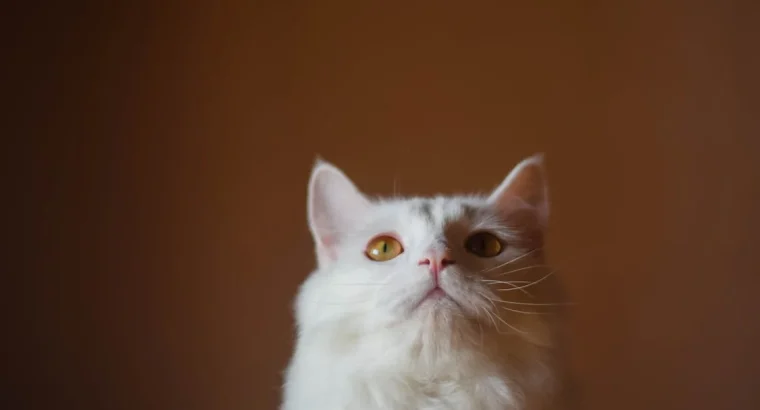 Persian Kittens Available Luxurious Coats and Sweet Personalities