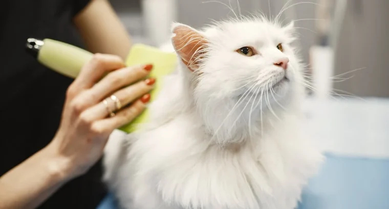 Persian Kittens Available Luxurious Coats and Sweet Personalities