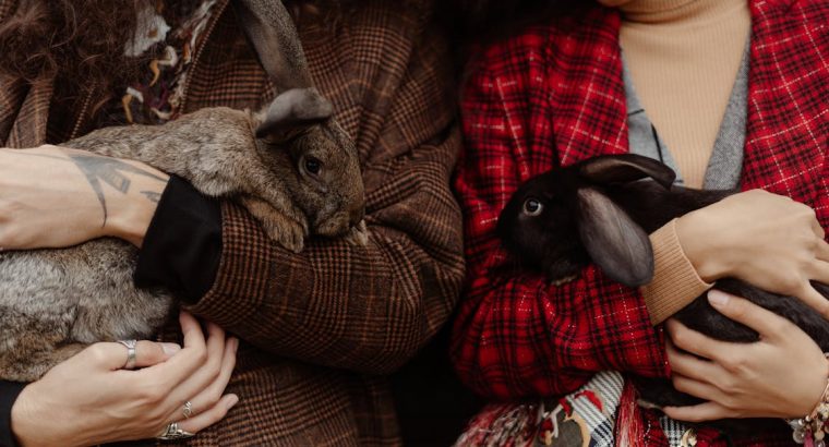 Friendly Rabbits Available for Adoption Perfect Pets for Families and Individuals