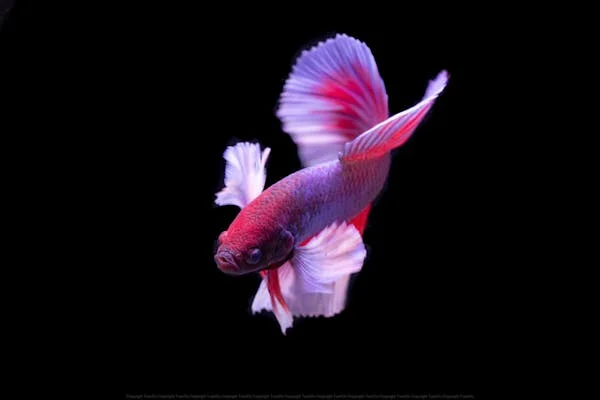 Betta Fish for Sale Perfect for Desktop Aquariums and Ornamental Displays