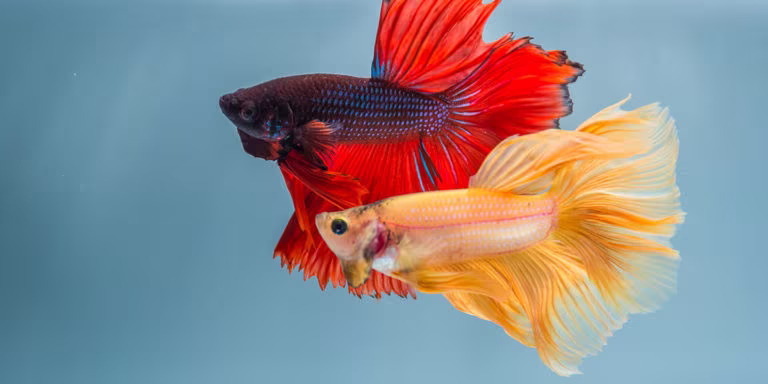 Betta Fish for Sale Perfect for Desktop Aquariums and Ornamental Displays