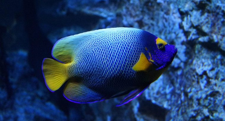 BlueTang Fish for Sale Vibrant Colors Swimmers for Your Pond or Aquarium