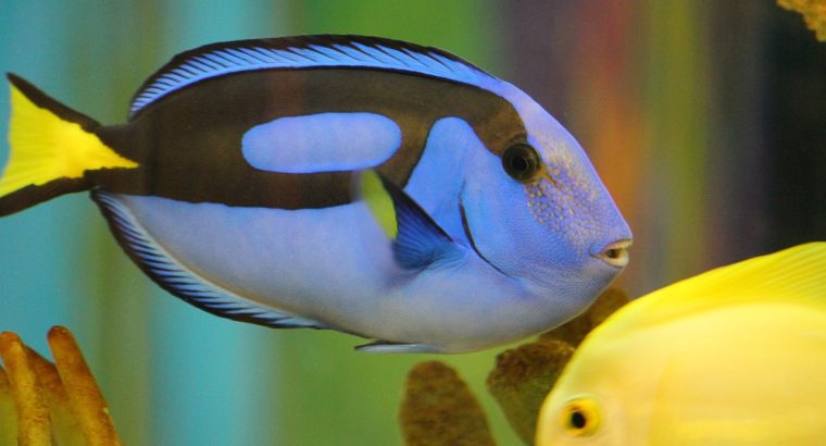BlueTang Fish for Sale Vibrant Colors Swimmers for Your Pond or Aquarium
