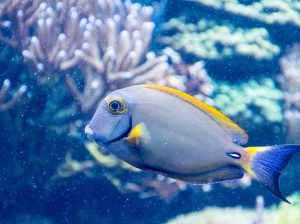 BlueTang Fish for Sale Vibrant Colors Swimmers for Your Pond or Aquarium