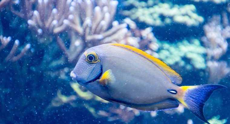 BlueTang Fish for Sale Vibrant Colors Swimmers for Your Pond or Aquarium