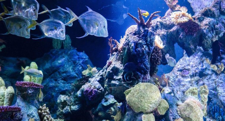 BlueTang Fish for Sale Vibrant Colors Swimmers for Your Pond or Aquarium