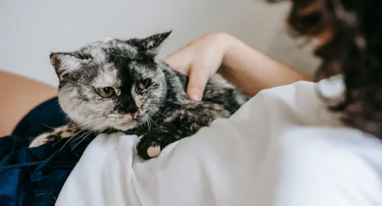 Loyal Labrador Retriever Puppies for Sale Ideal Family Pets