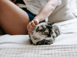 Loyal Labrador Retriever Puppies for Sale Ideal Family Pets