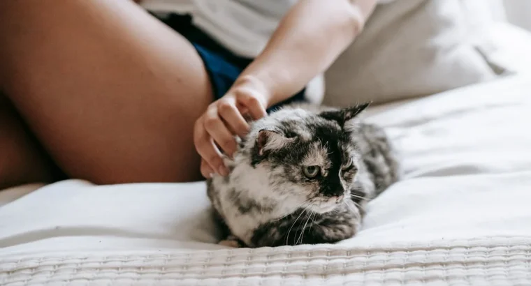 Loyal Labrador Retriever Puppies for Sale Ideal Family Pets