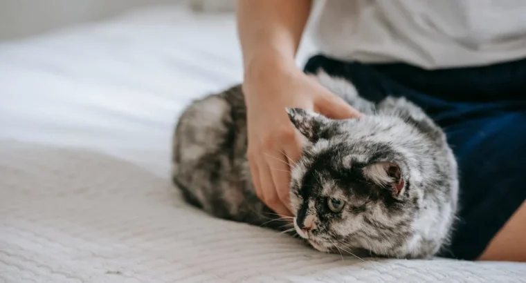 Siamese Cats Ready for New Homes
