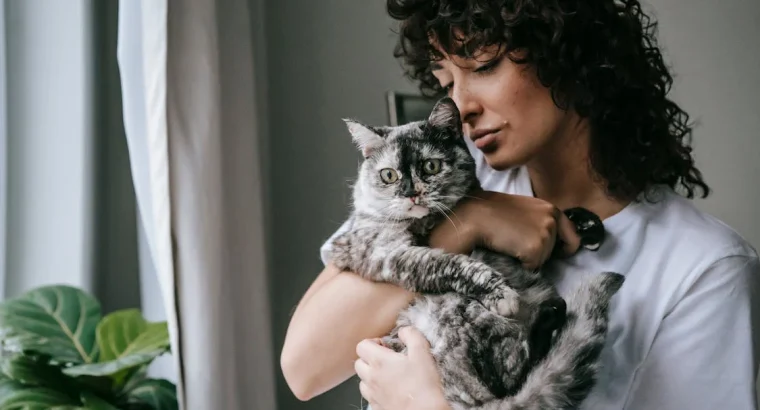 Siamese Cats Ready for New Homes