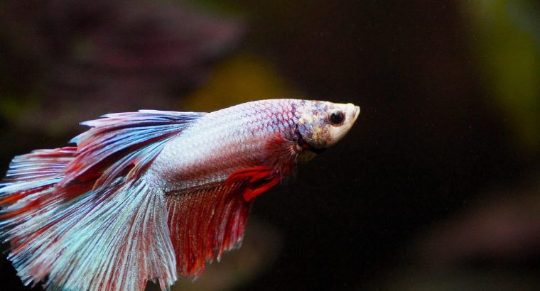 Beautiful Persian Kittens for Adoption