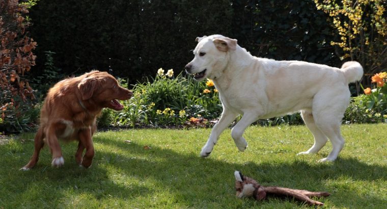 Betta Fish Available for Sale Vibrant and Stunning