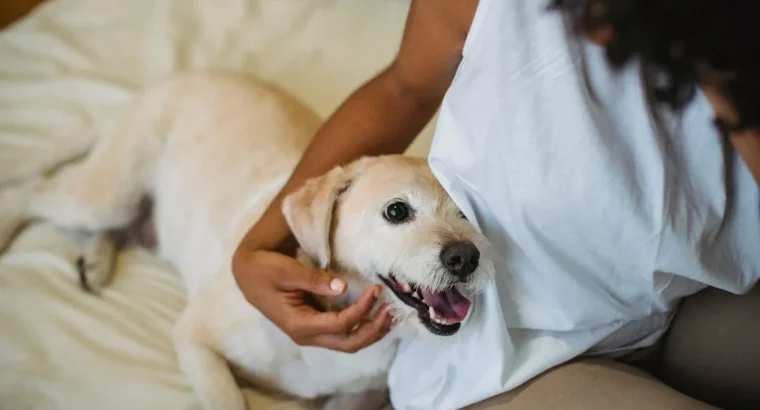 Maine Coon Kittens Available Perfect Family Companions Gorgeous and Affectionate