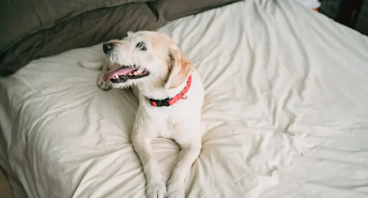 Maine Coon Kittens Available Perfect Family Companions Gorgeous and Affectionate