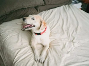 Maine Coon Kittens Available Perfect Family Companions Gorgeous and Affectionate