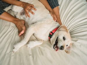 Betta Fish Available for Sale Vibrant and Stunning