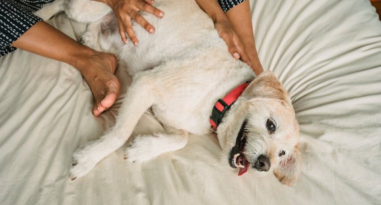 Betta Fish Available for Sale Vibrant and Stunning