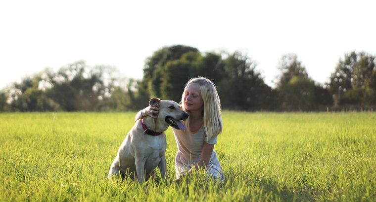 Maine Coon Kittens Available Perfect Family Companions Gorgeous and Affectionate