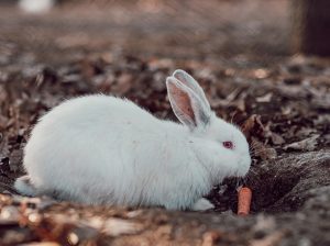 Friendly Rabbits Available for Adoption Perfect Pets for Families and Individuals