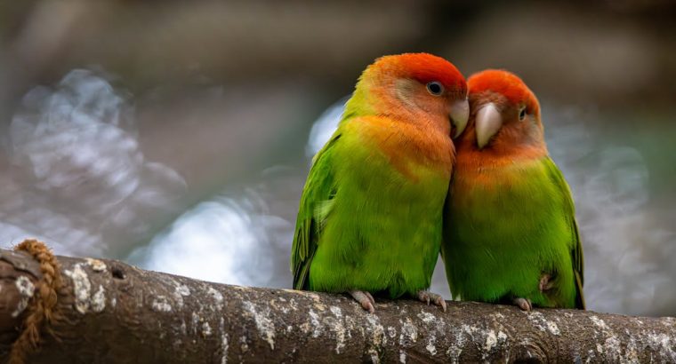 Friendly lovebird for Sale Charming and Entertaining Feathered Friends