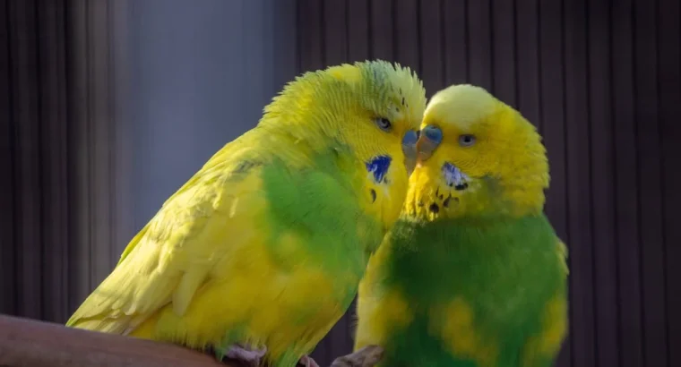 Friendly lovebird for Sale Charming and Entertaining Feathered Friends