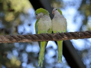 Friendly lovebird for Sale Charming and Entertaining Feathered Friends