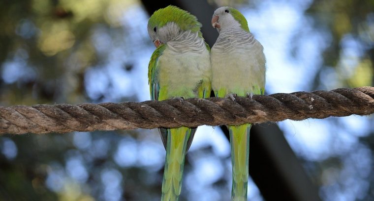 Friendly lovebird for Sale Charming and Entertaining Feathered Friends