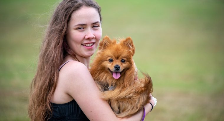 Toy Pamerian Available Intelligent, Playful, and Hypoallergenic Companions