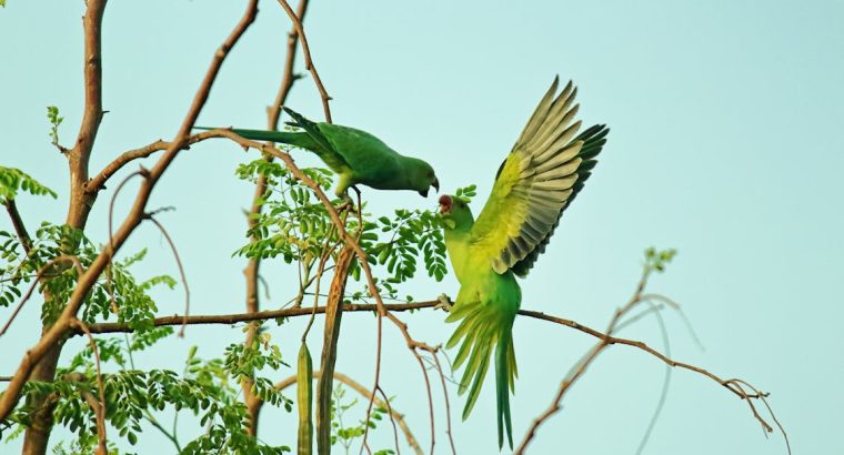 Talkative Parrots for Sale Intelligent and Affectionate Companions