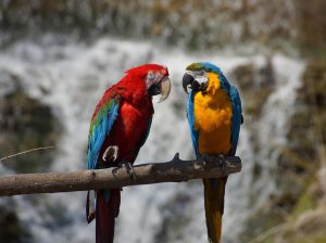 Talkative Parrots for Sale Intelligent and Affectionate Companions