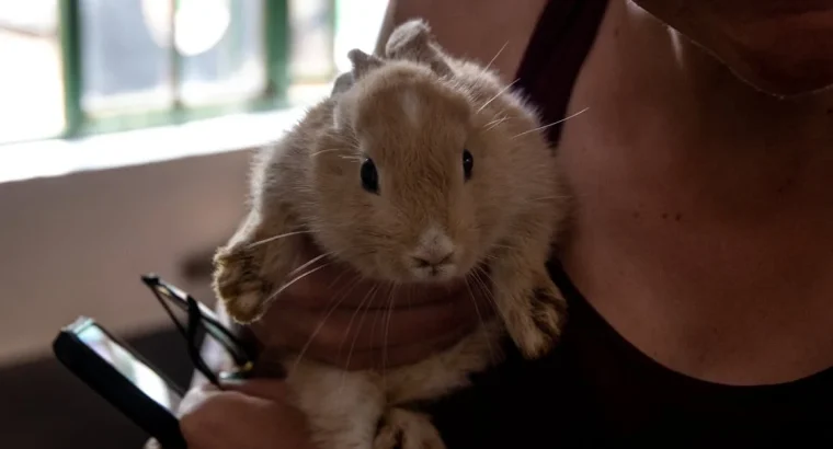 Lop Rabbits for Sale Gentle and Cuddly Companions for All Ages