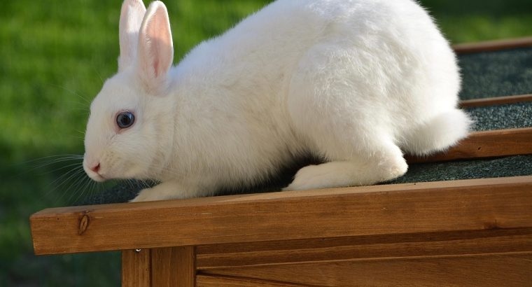 Lop Rabbits for Sale Gentle and Cuddly Companions for All Ages