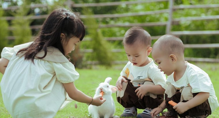 Lop Rabbits for Sale Gentle and Cuddly Companions for All Ages