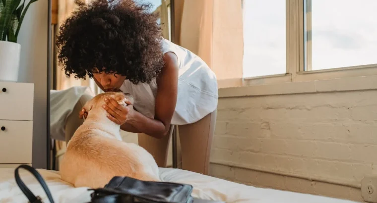 Lovable Retriever Puppies for Sale Perfect Family Companions with Playful and Loyal Nature