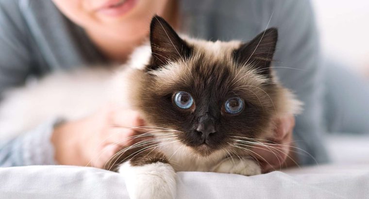 Siamese Kittens for Sale Intelligent and Loving Companions