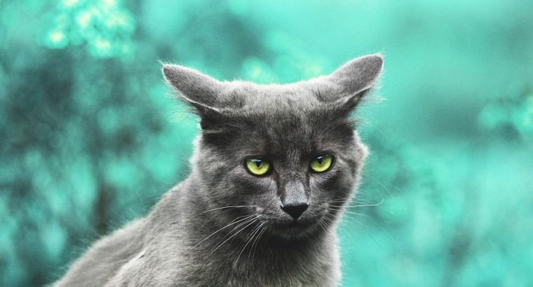 Siamese Kittens for Sale Intelligent and Loving Companions