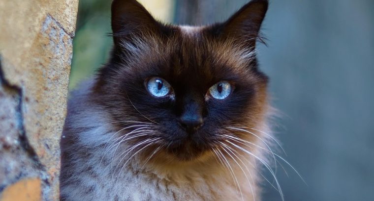 Siamese Kittens for Sale Intelligent and Loving Companions